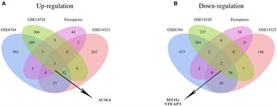 Downregulated Ferroptosis-Related Gene STEAP3 as a Novel Diagnostic and Prognostic Target for Hepatocellular Carcinoma and Its Roles in Immune Regulation